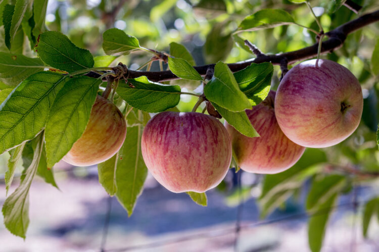 Heirloom Apple Varieties List Grit